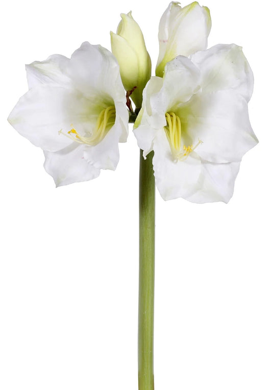 White Amaryillis Stem, Set of 6